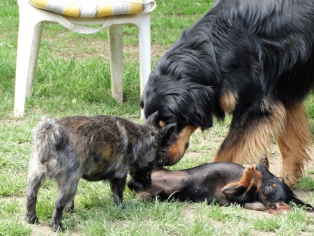 Basran, Gipsy und Fanny...