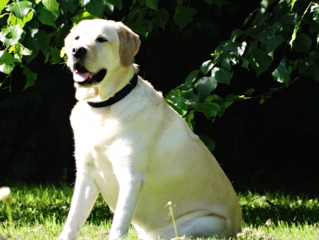 Gypsy von der Zauberschmiede, auf Abruf.