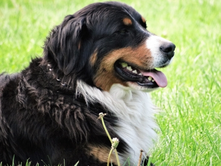 Clara, Berner-Aussie-Mix von Alex und Peter.