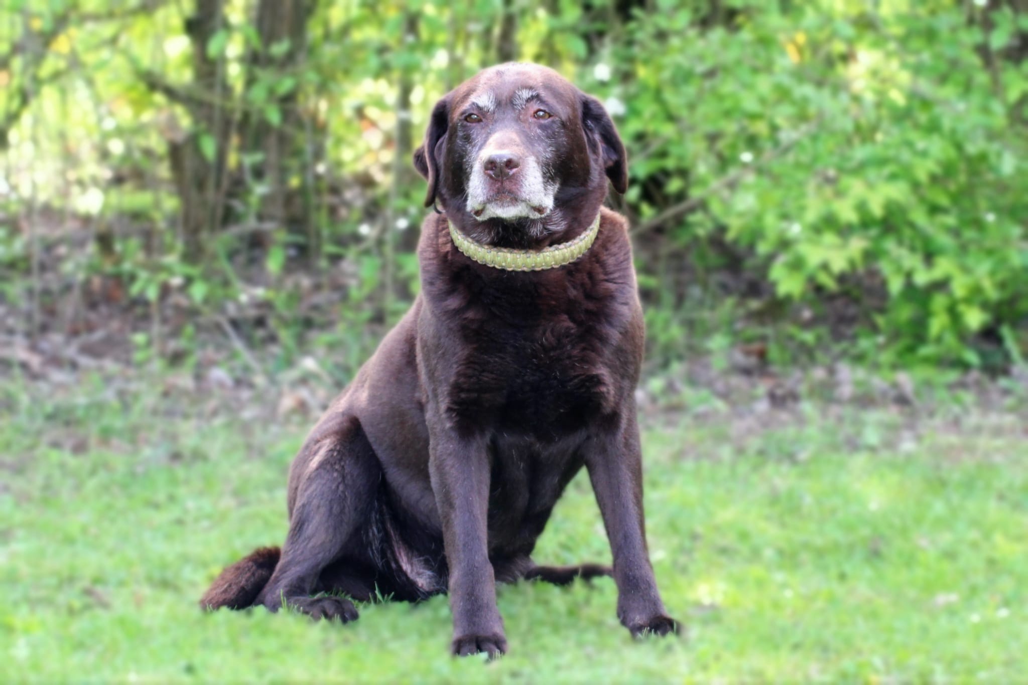 Bleibhund Steinsberg Fotoshooting