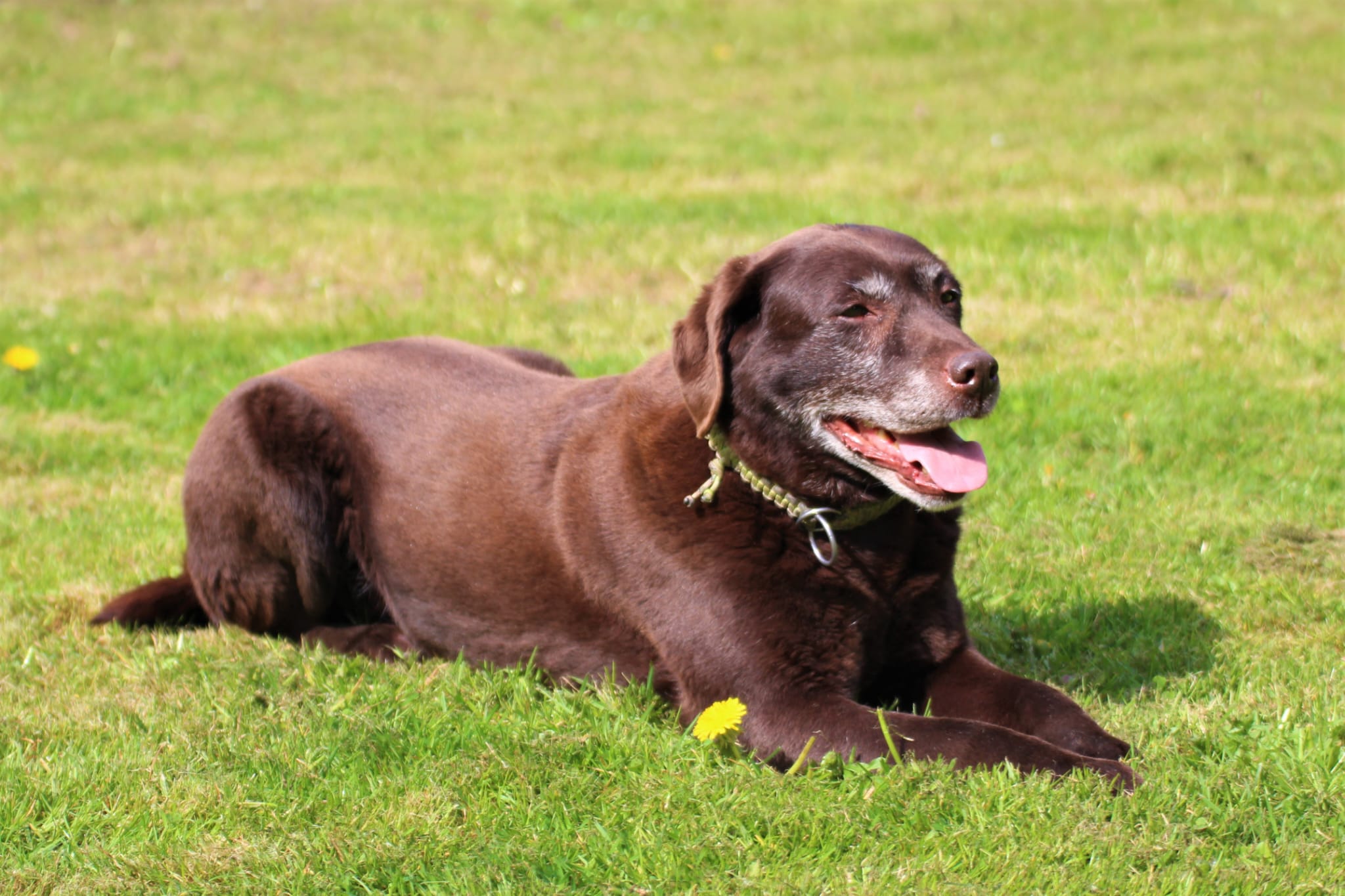 Bleibhund Steinsberg Fotoshooting