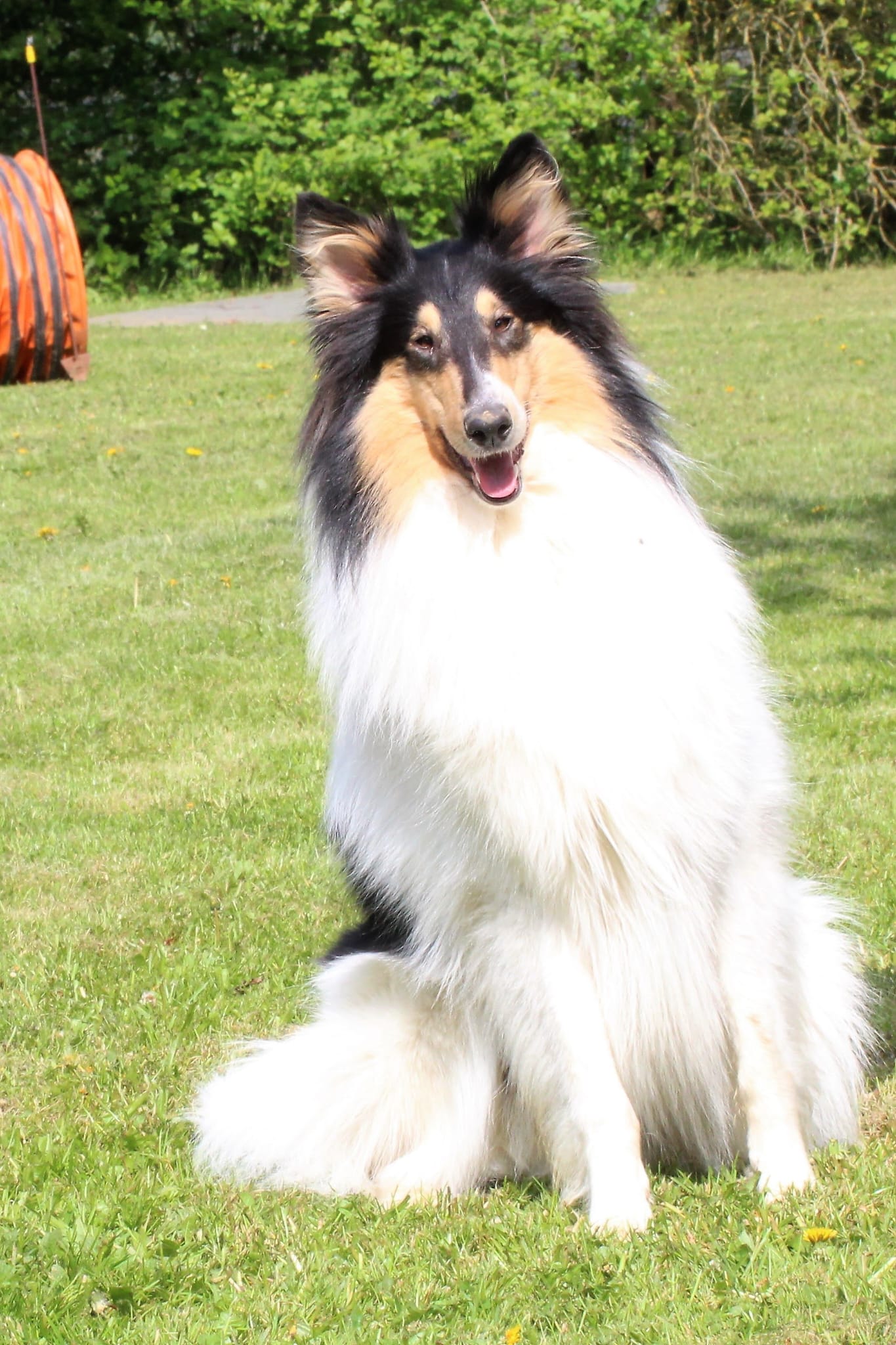 Bleibhund Steinsberg Fotoshooting