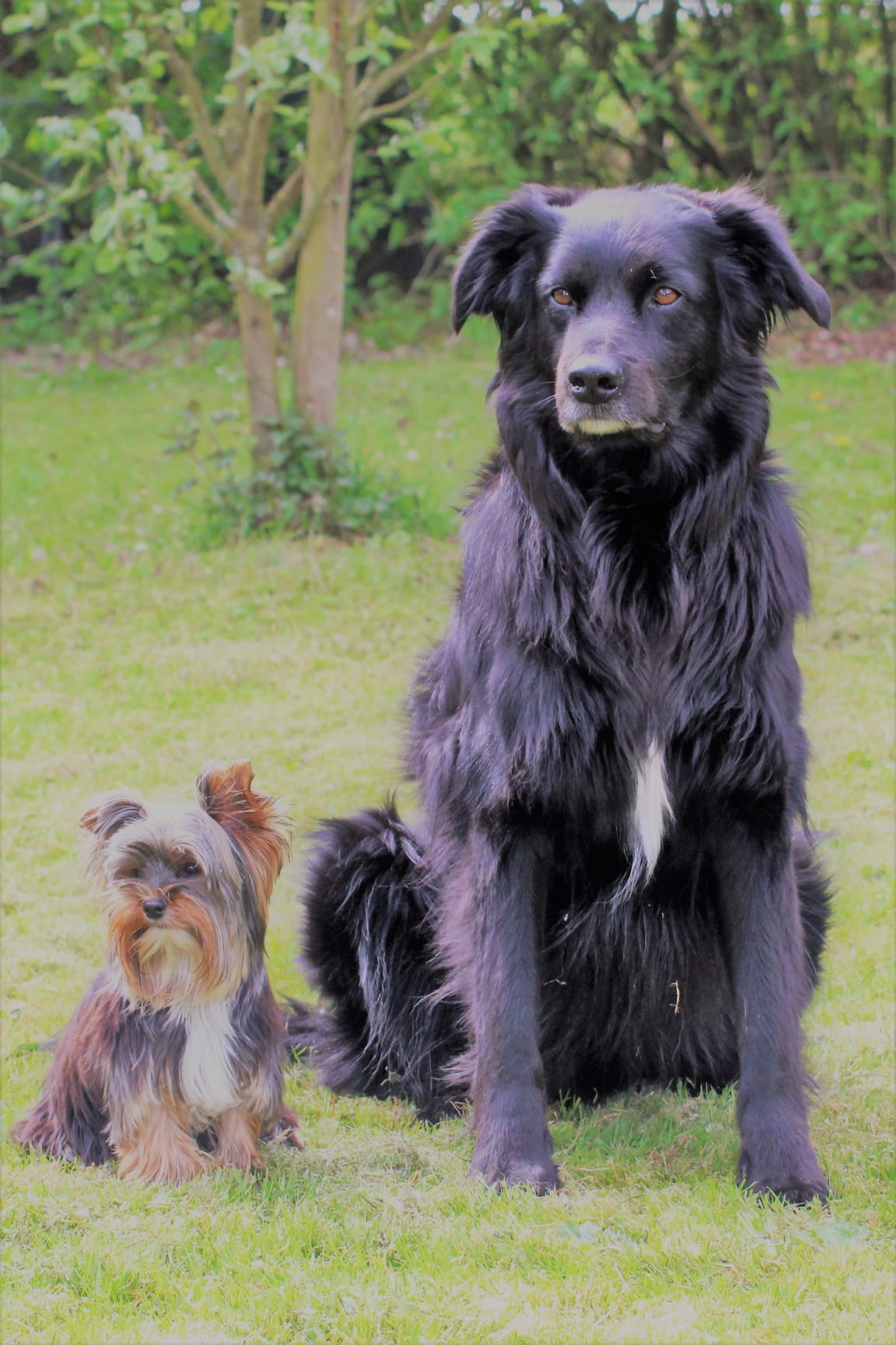 Bleibhund Steinsberg Fotoshooting