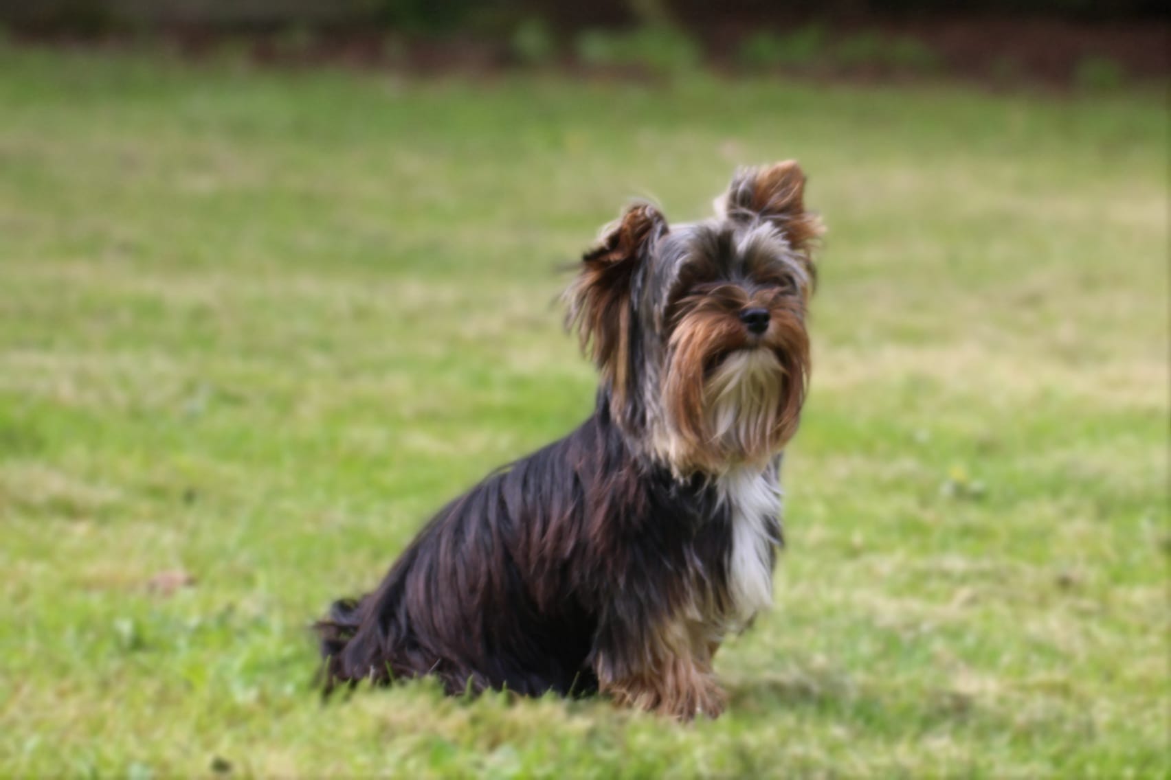 Bleibhund Steinsberg Fotoshooting