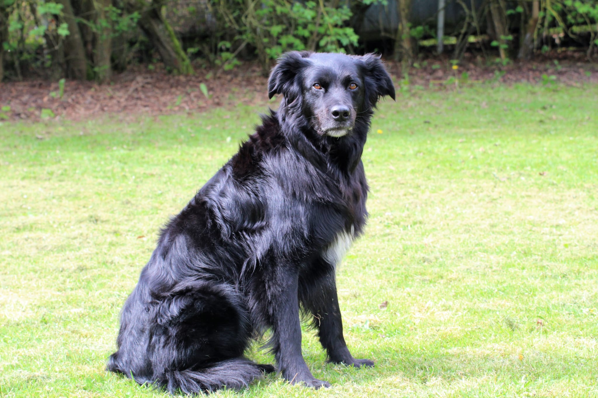 Bleibhund Steinsberg Fotoshooting