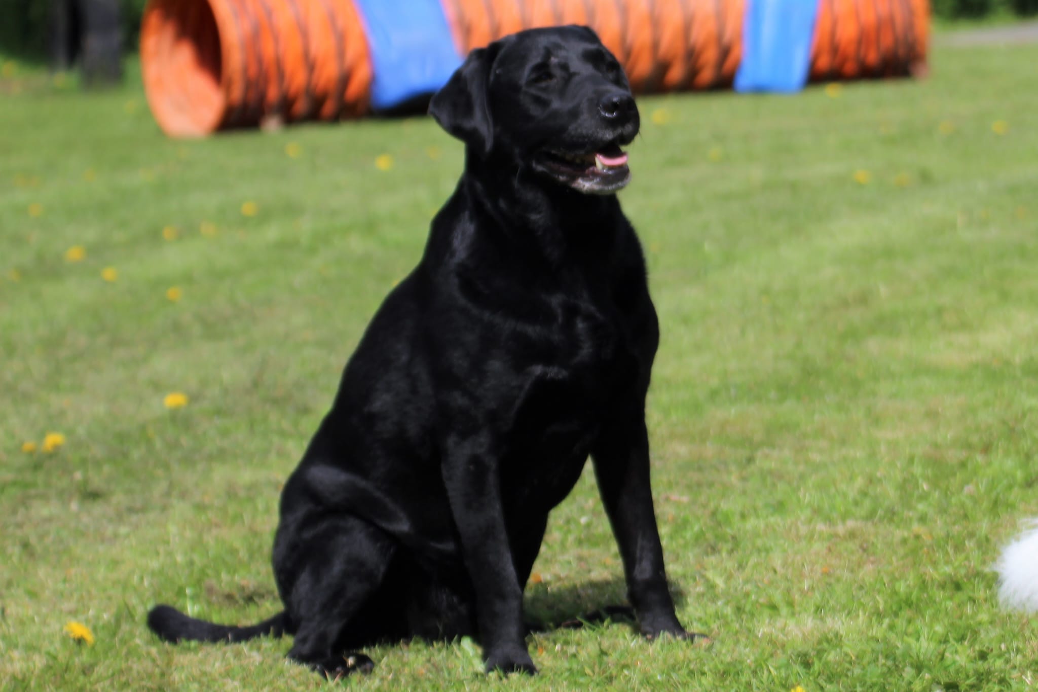 Bleibhund Steinsberg Fotoshooting