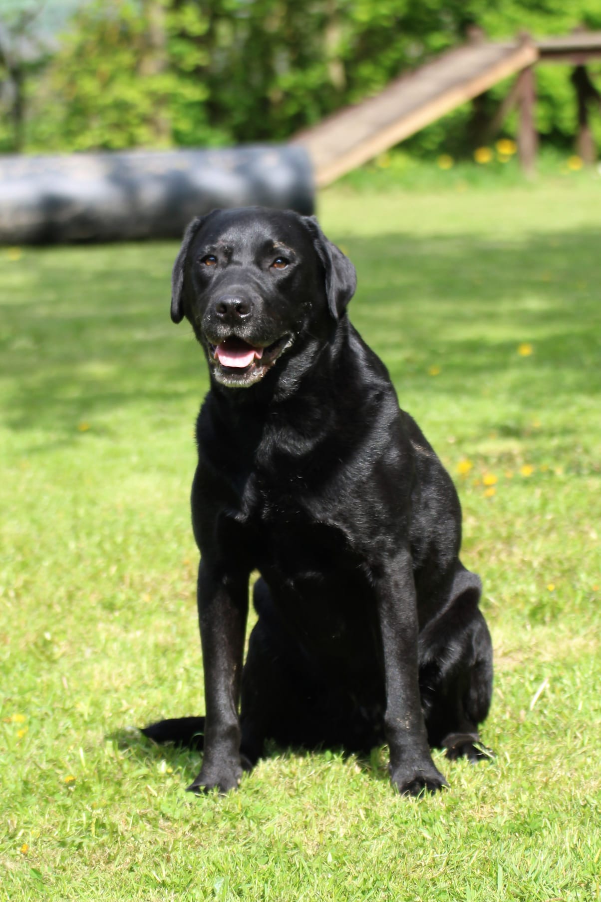 Bleibhund Steinsberg Fotoshooting