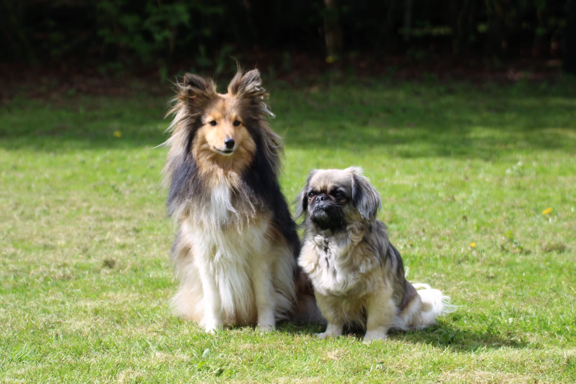 Bleibhund Steinsberg Fotoshooting