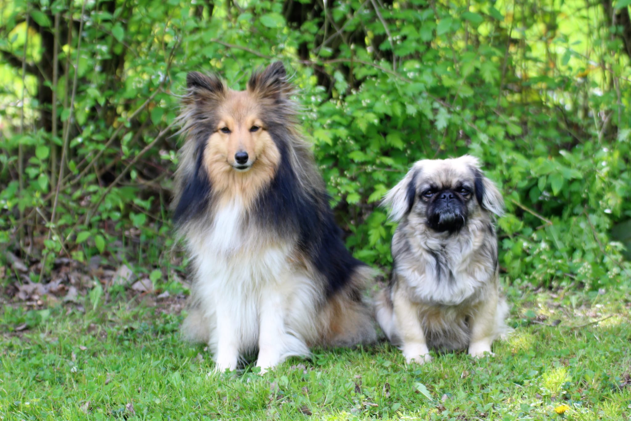 Bleibhund Steinsberg Fotoshooting