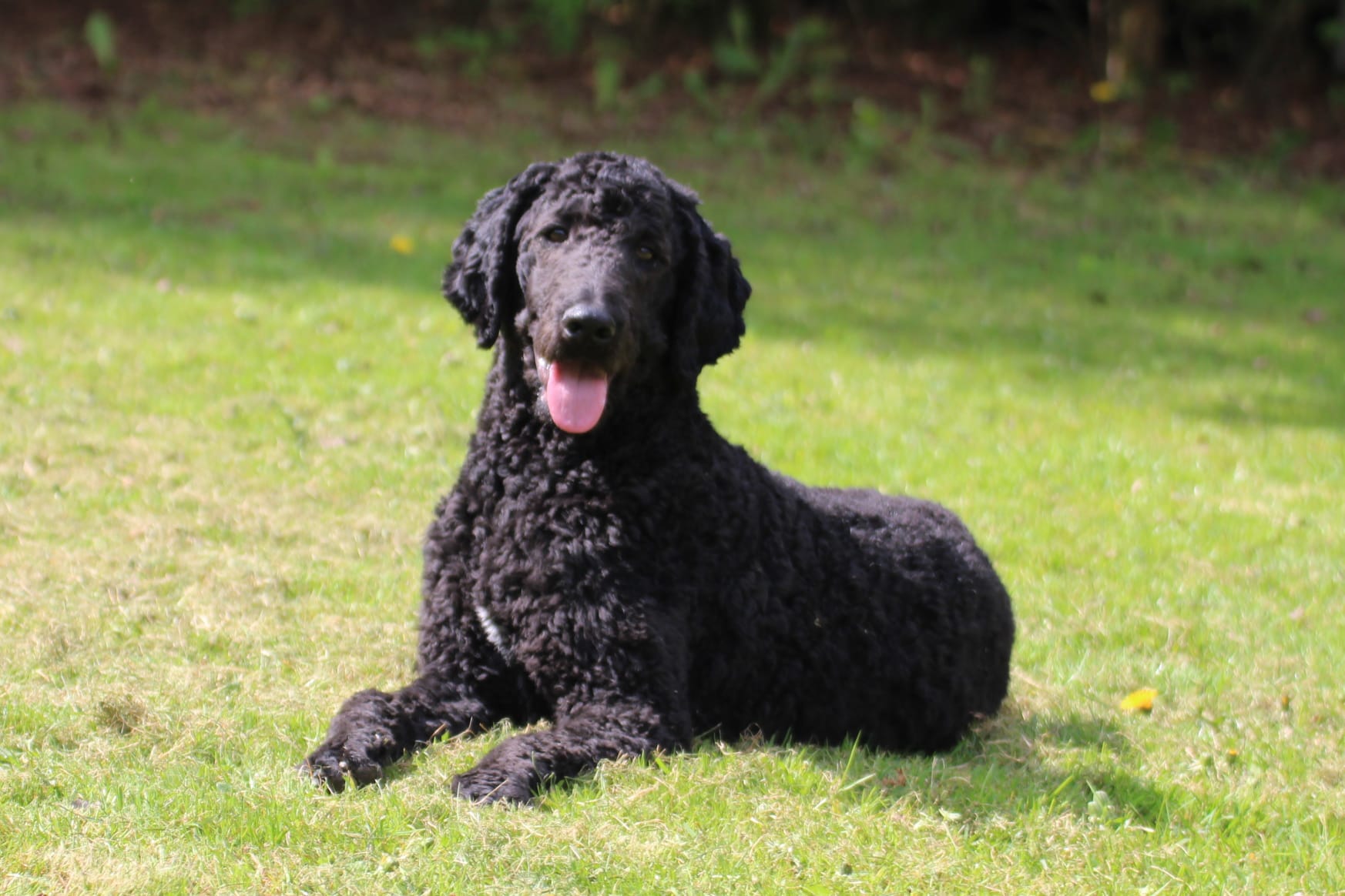 Bleibhund Steinsberg Fotoshooting