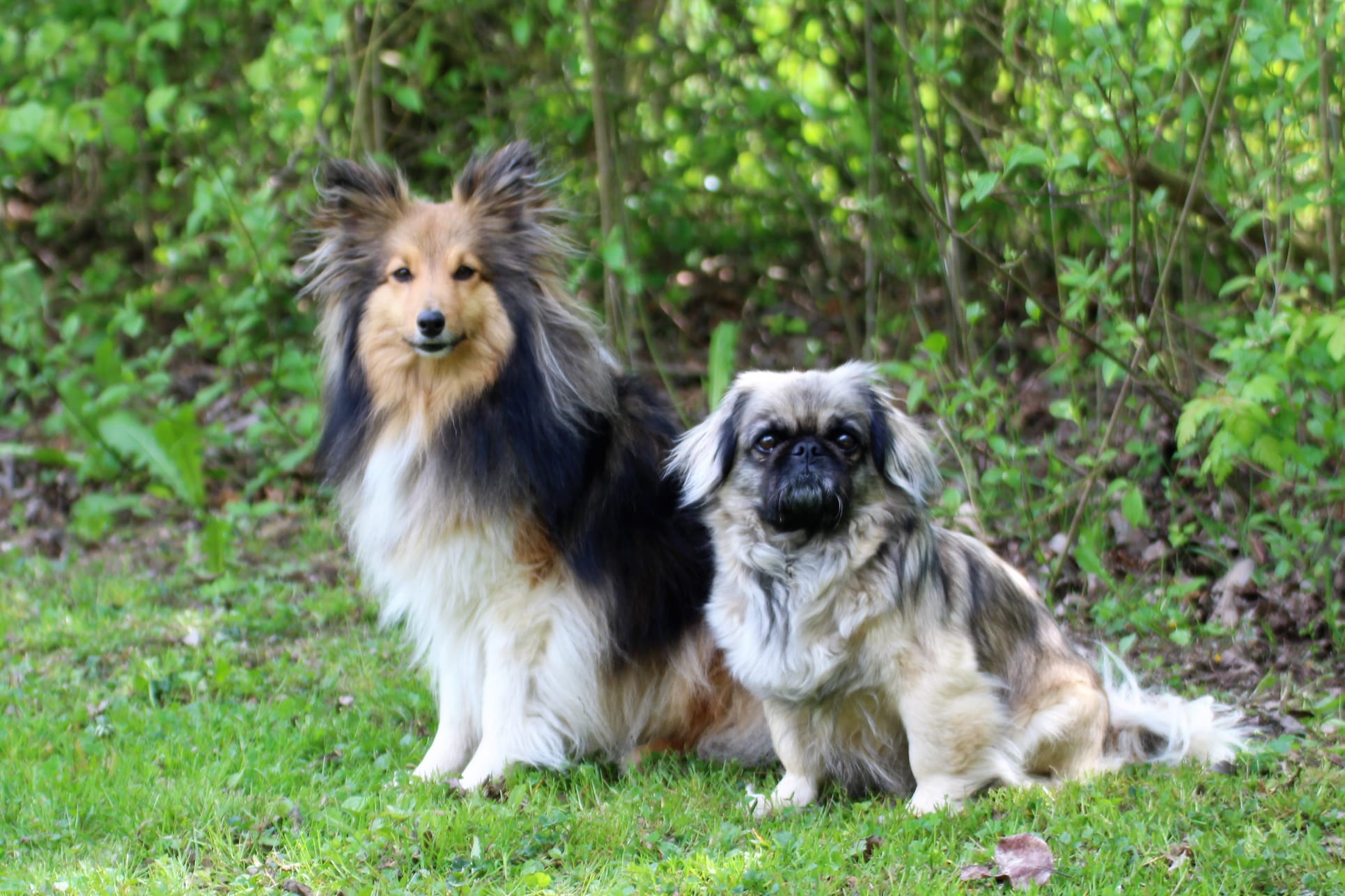 Bleibhund Steinsberg Fotoshooting