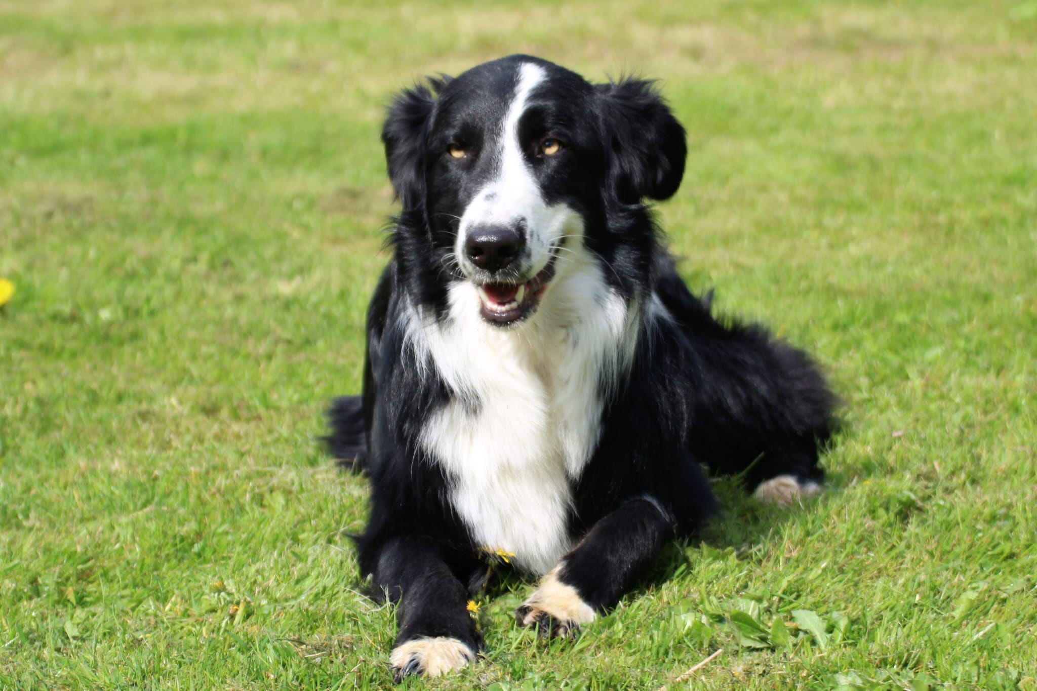 Bleibhund Steinsberg Fotoshooting