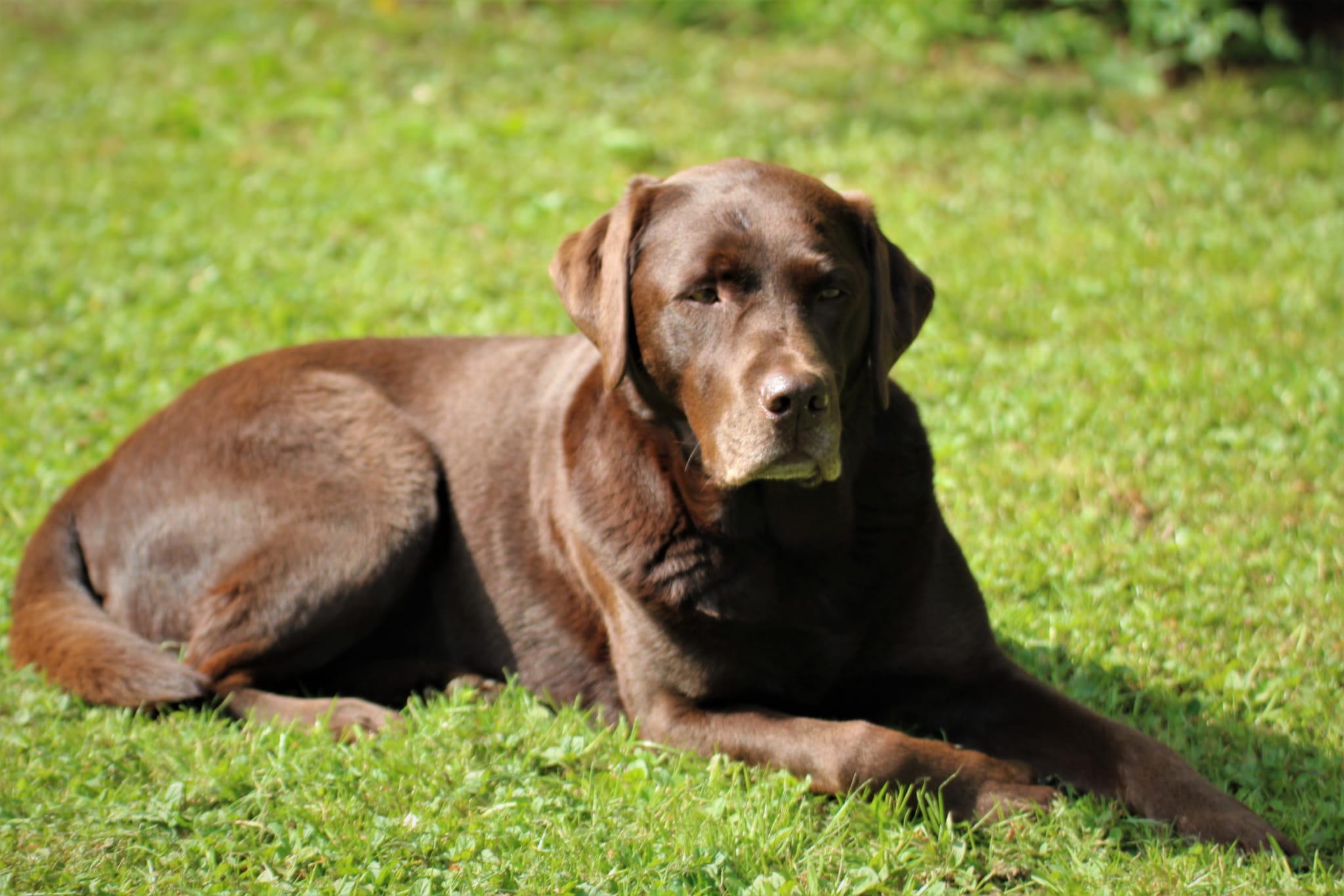 Bleibhund Steinsberg Fotoshooting