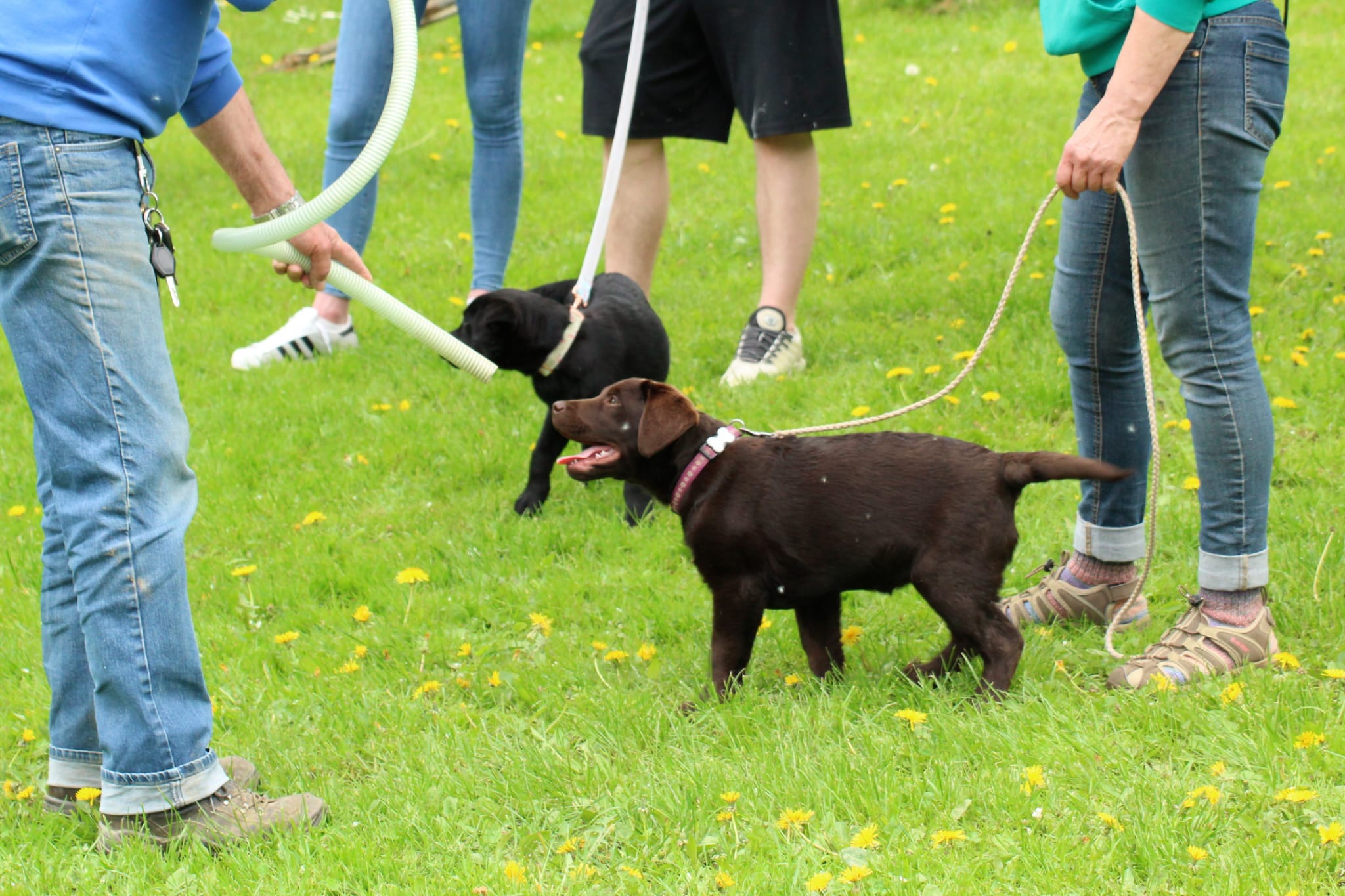 Bleibhund Steinsberg Fotoshooting Welpentreff