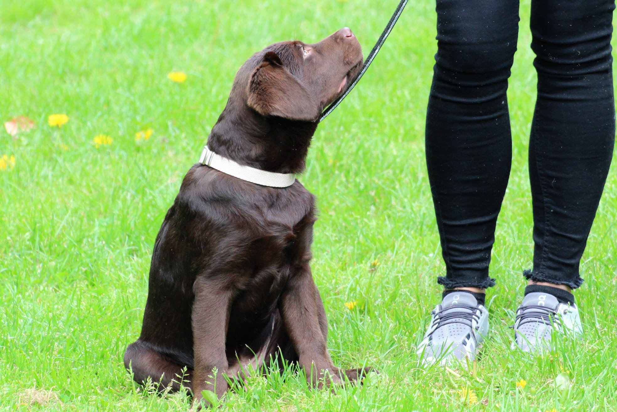 Bleibhund Steinsberg Fotoshooting Welpentreff