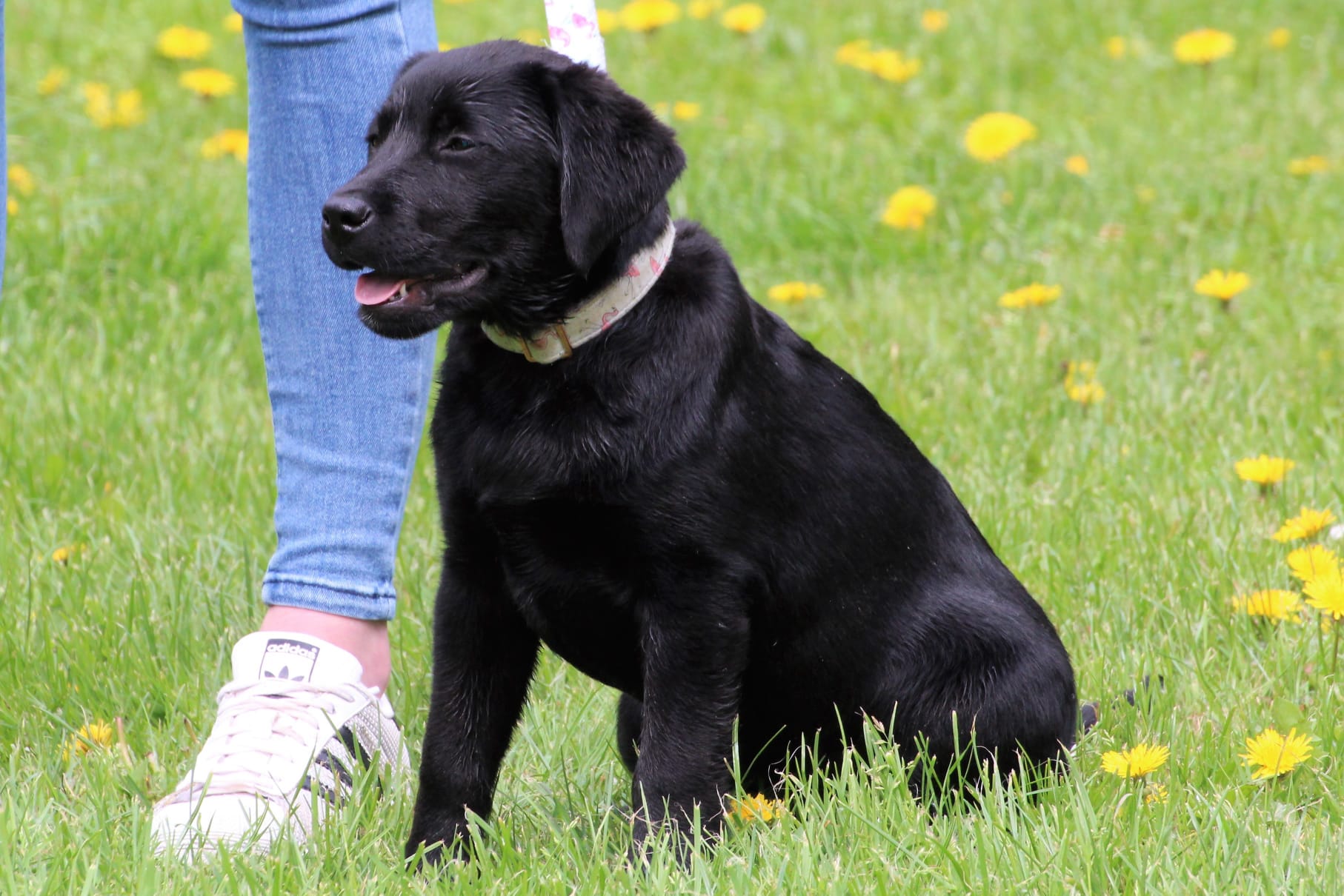 Bleibhund Steinsberg Fotoshooting Welpentreff