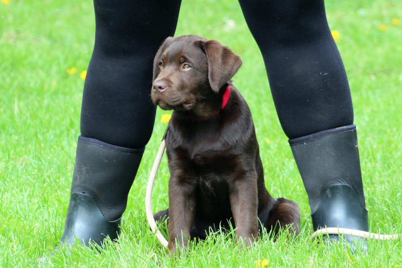 Bleibhund Steinsberg Fotoshooting Welpentreff