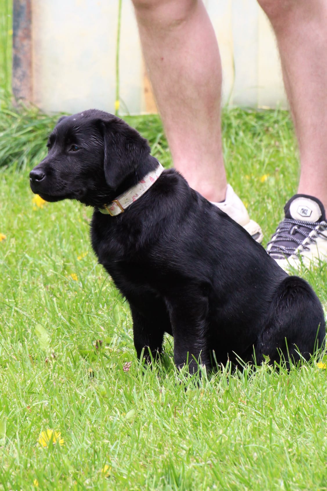 Bleibhund Steinsberg Fotoshooting Welpentreff