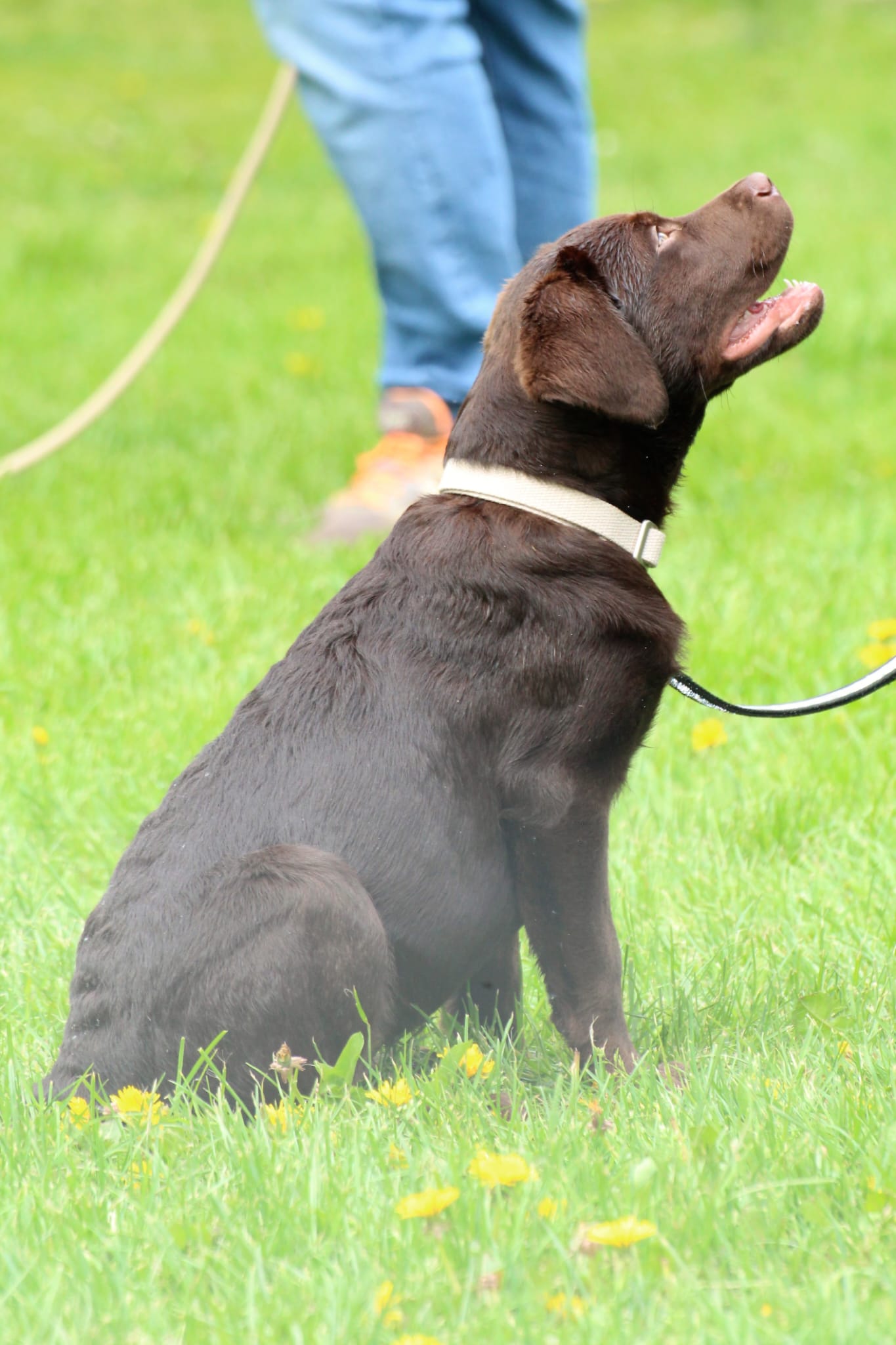 Bleibhund Steinsberg Fotoshooting Welpentreff