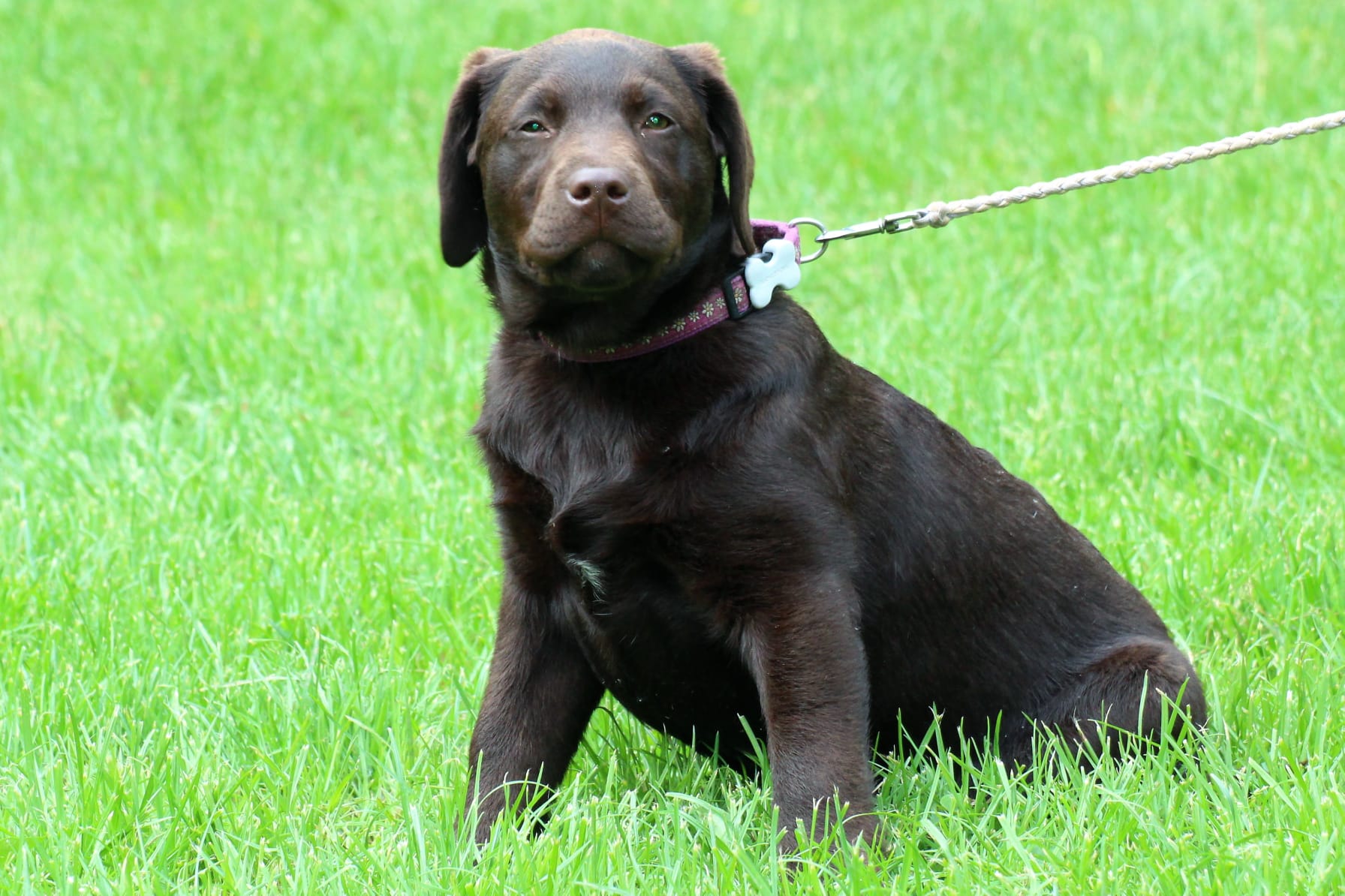 Bleibhund Steinsberg Fotoshooting Welpentreff