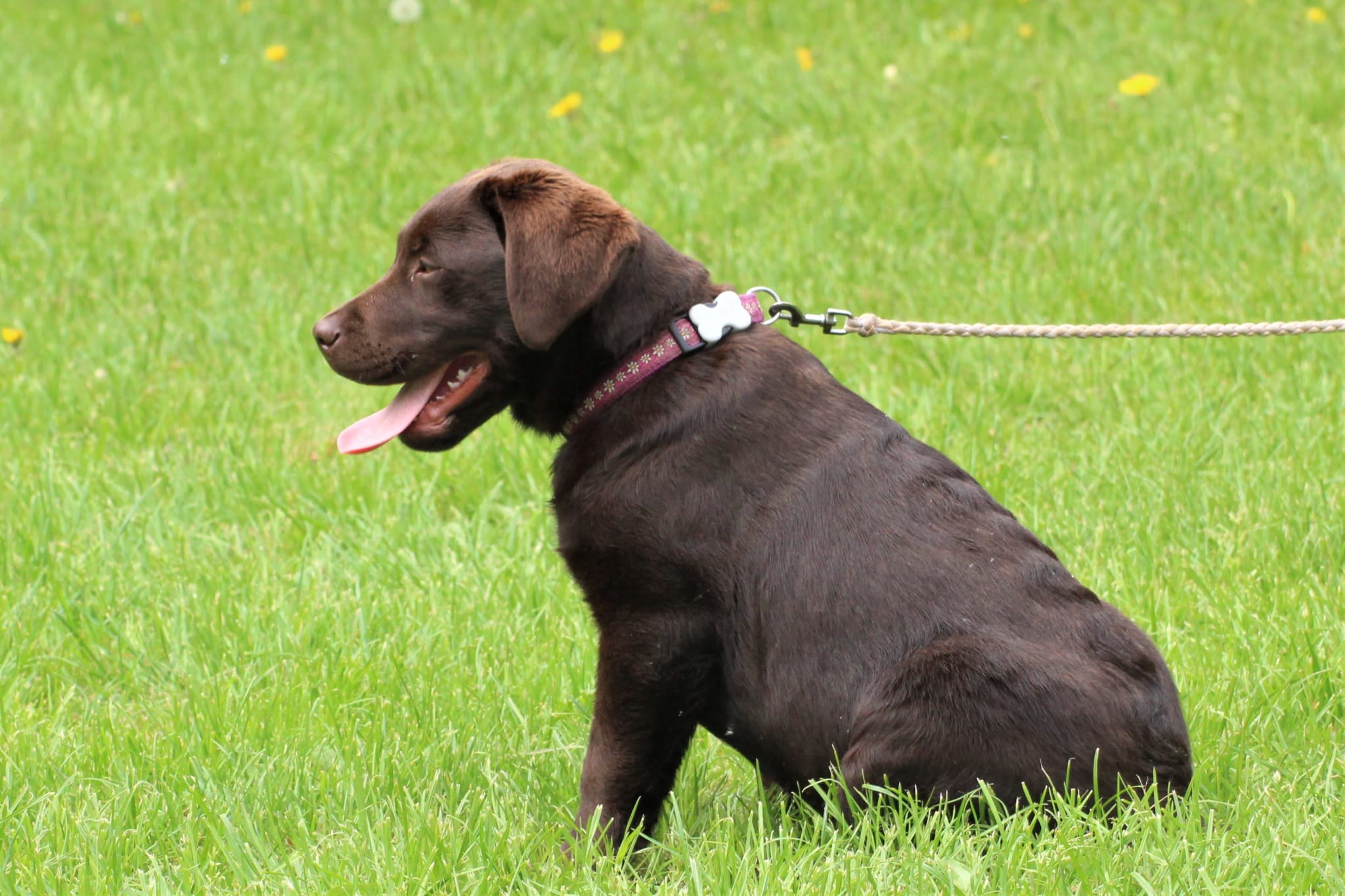 Bleibhund Steinsberg Fotoshooting Welpentreff