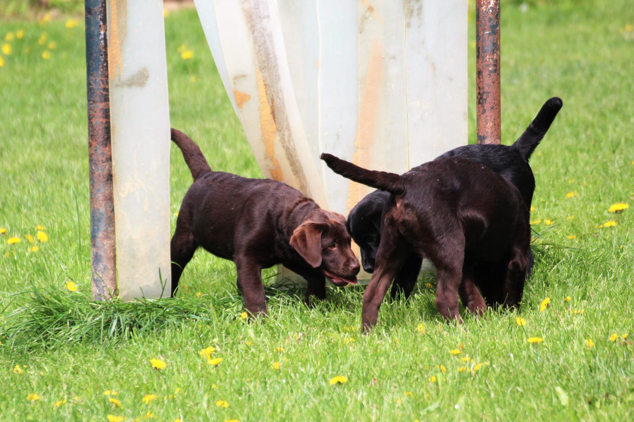 Bleibhund Steinsberg Fotoshooting Welpentreff