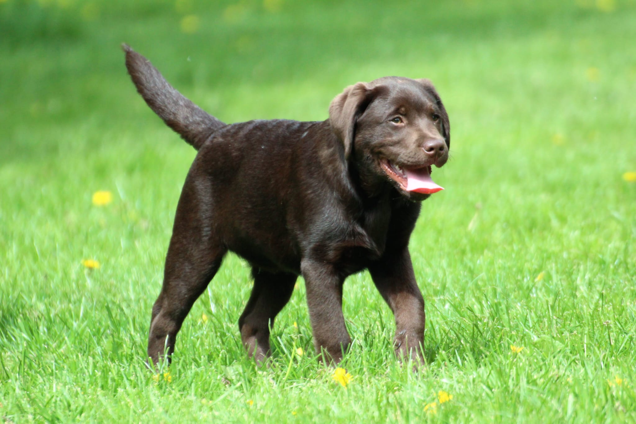 Bleibhund Steinsberg Fotoshooting Welpentreff