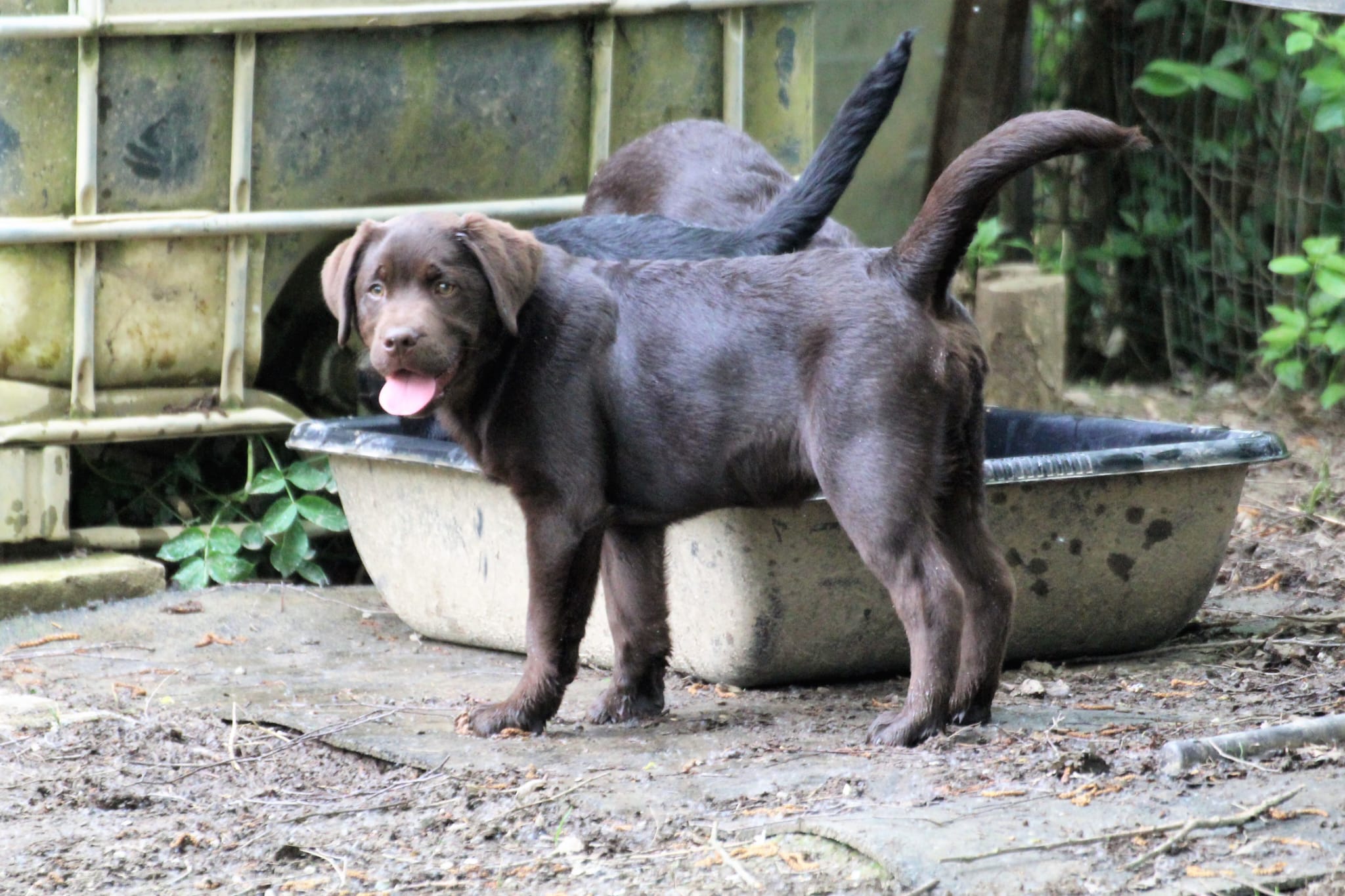 Bleibhund Steinsberg Fotoshooting Welpentreff