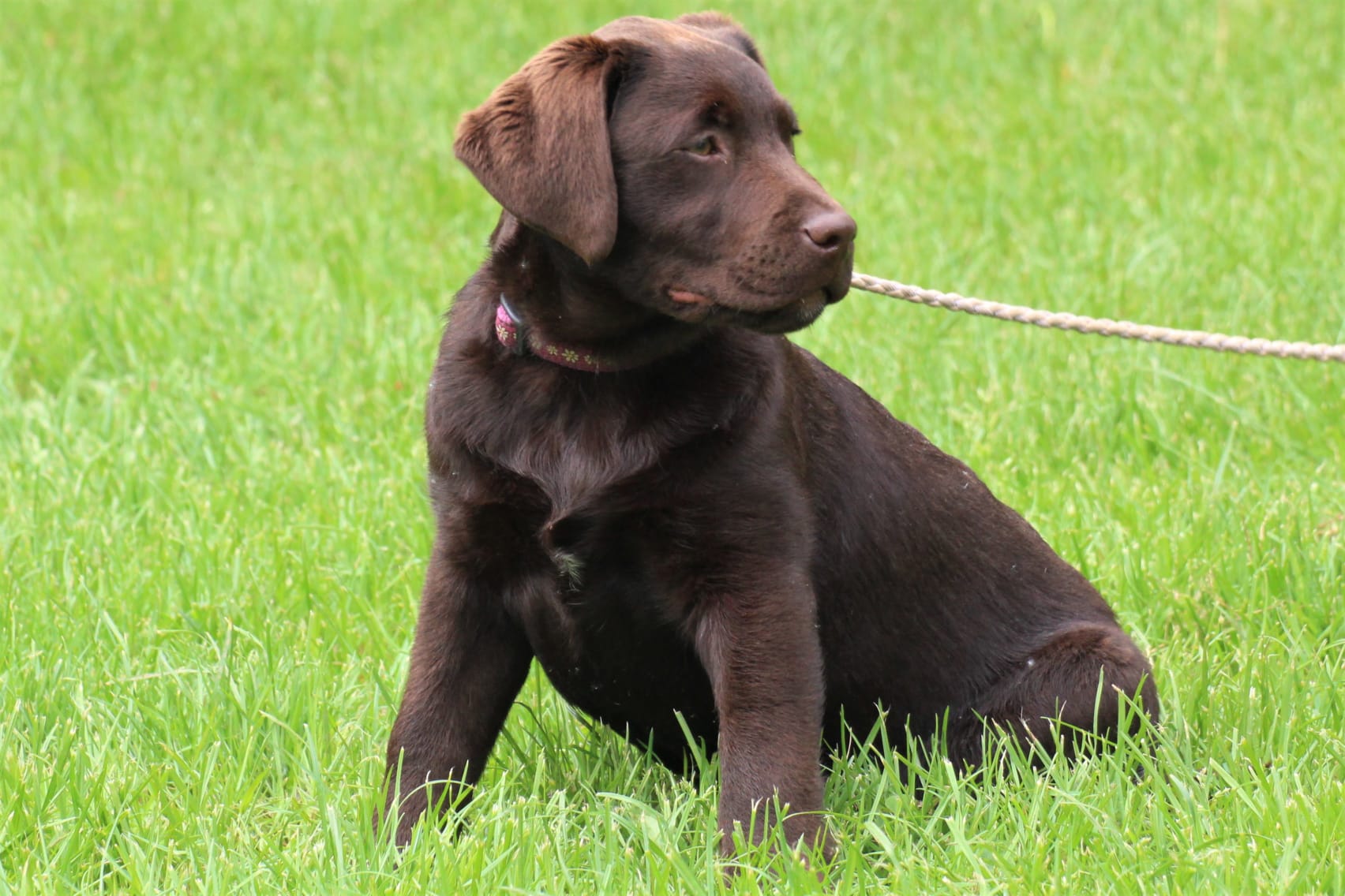 Bleibhund Steinsberg Fotoshooting Welpentreff