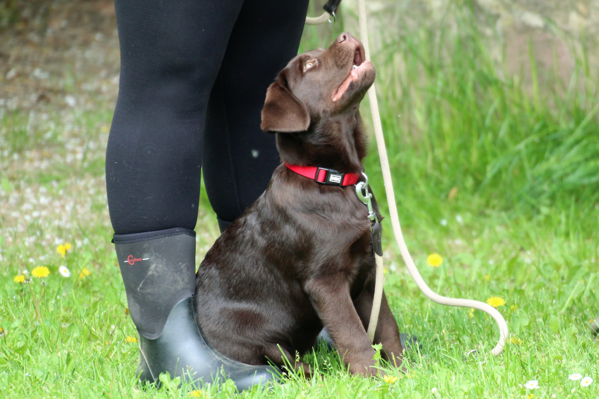 Bleibhund Steinsberg Fotoshooting Welpentreff