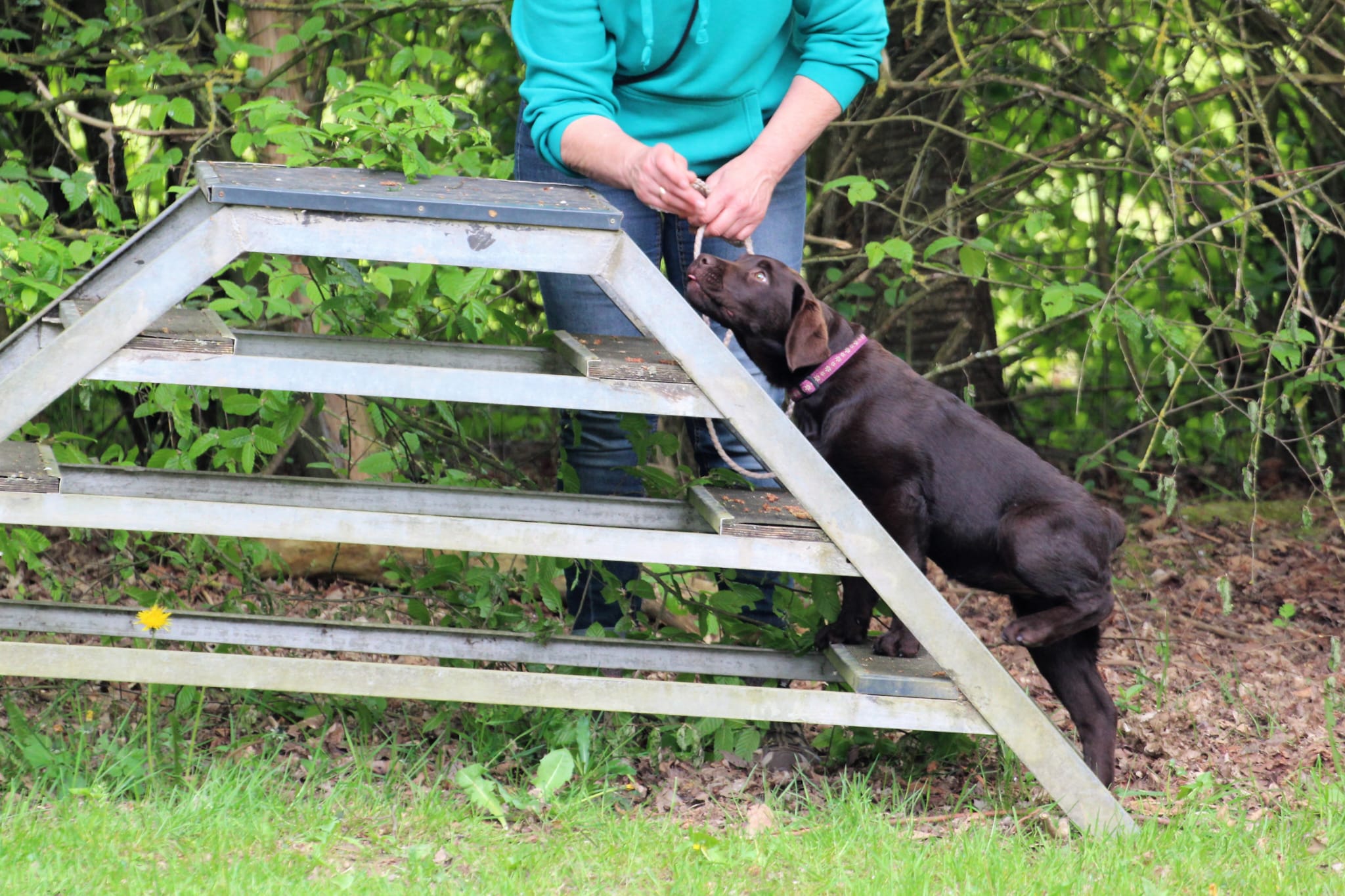 Bleibhund Steinsberg Fotoshooting Welpentreff