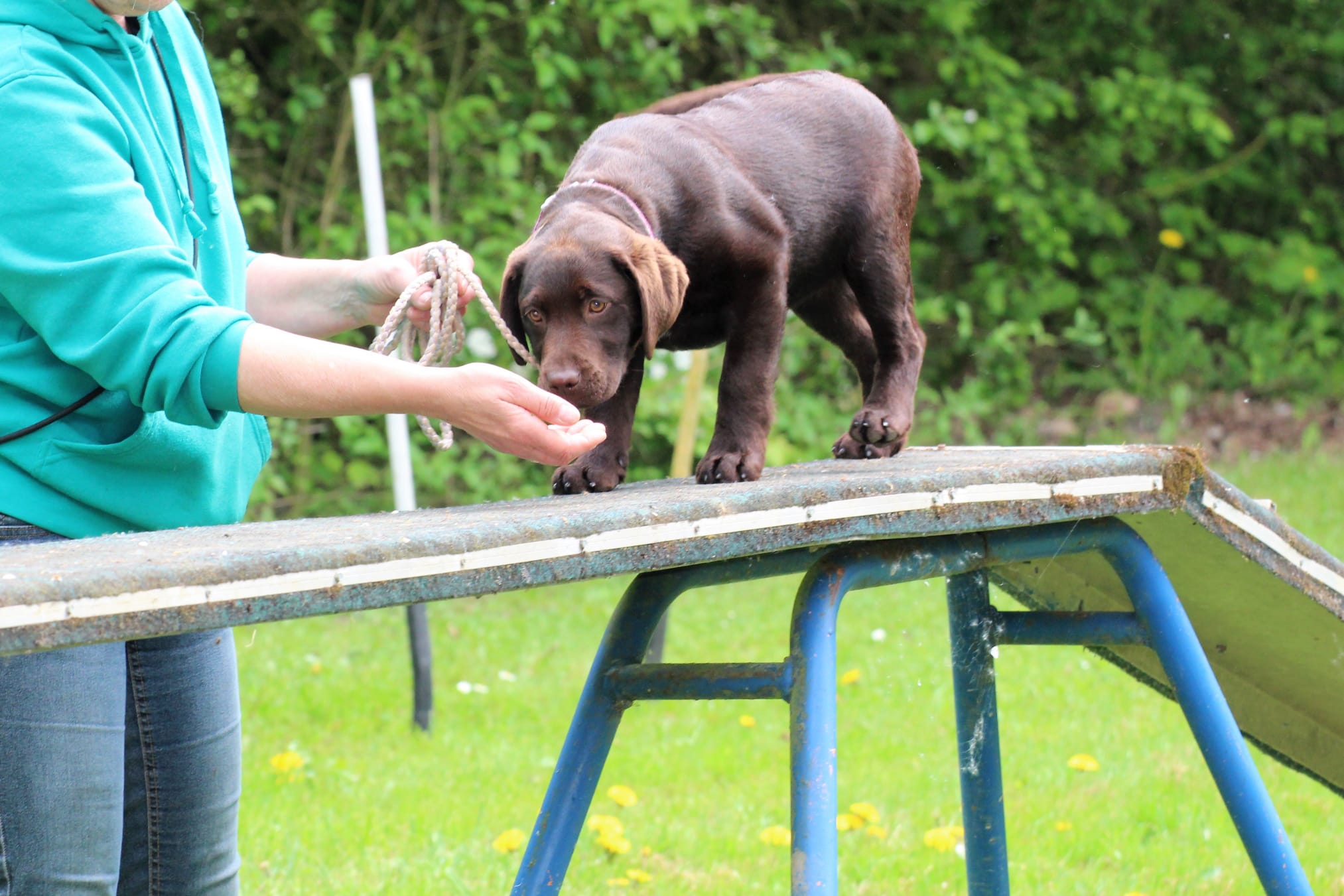 Bleibhund Steinsberg Fotoshooting Welpentreff