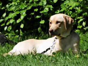 Labradorhündin Emma von der Zauberschmiede in der Ablage