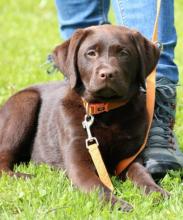 Welpe, Labrador-Retriever, 12 Wochen alt. Kim Nala von der Zauberschmiede