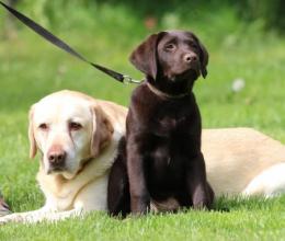 Kalman und Weiko von der Zauberschmiede, Labrador braun 12 Wochen alt