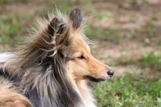 Sheltie namens Dragon. Er ist ein wichtiger und souveräner Erzieher.