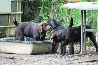 Bleibhund Steinsberg Fotoshooting Welpentreff