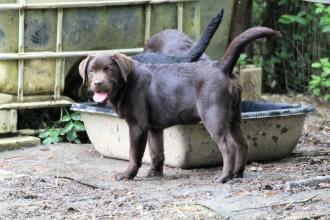 Bleibhund Steinsberg Fotoshooting Welpentreff