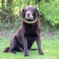 Bleibhund Steinsberg Fotoshooting