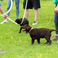 Bleibhund Steinsberg Fotoshooting Welpentreff