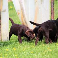 Bleibhund Steinsberg Fotoshooting Welpentreff