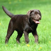 Bleibhund Steinsberg Fotoshooting Welpentreff