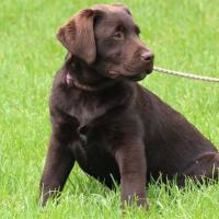 Bleibhund Steinsberg Fotoshooting Welpentreff