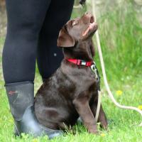 Bleibhund Steinsberg Fotoshooting Welpentreff