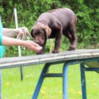 Bleibhund Steinsberg Fotoshooting Welpentreff